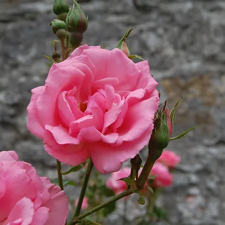 Ardtarmon Garden Holiday home *